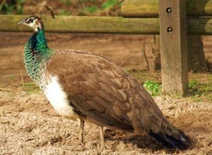 A picture of a female peacock