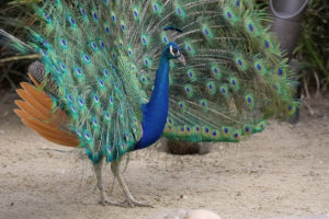 Picture of brightly colored male peacock